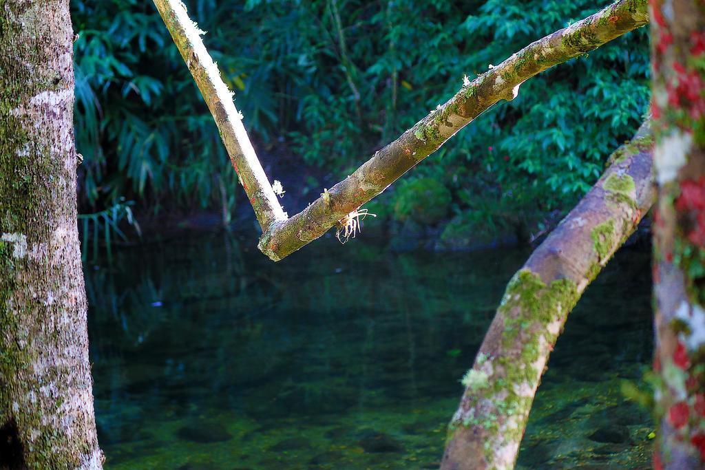 Hotel Refugio Ecologico Amadamata Nova Friburgo Zewnętrze zdjęcie